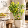 Mango Tree Angie Variety Grafted