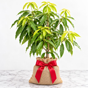Mango Tree Angie Variety Grafted