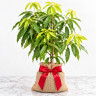 Mango Tree Angie Variety Grafted
