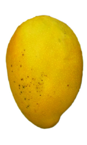 Mango Tree Angie Variety Grafted