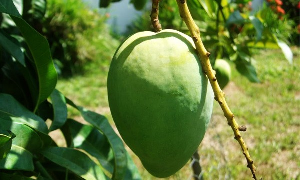 Angie Mango Tree Angie Mango Tree