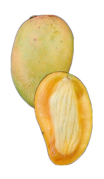 Mango Tree Kesar Indian Collectors Variety Grafted