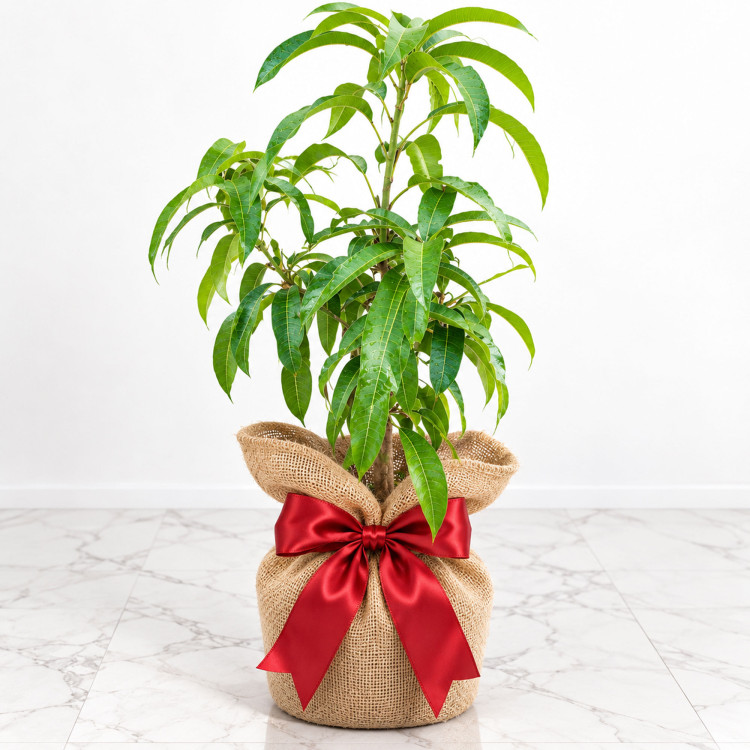 Mango Tree Lemon Zest Variety Grafted