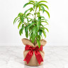 Mango Tree Lemon Zest Variety Grafted