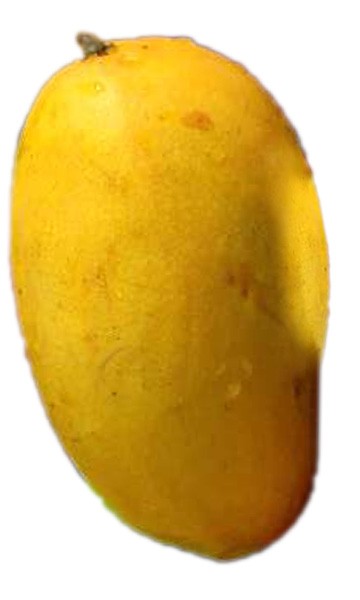 Mango Tree Lemon Zest Variety Grafted