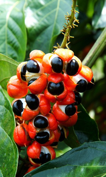 Guarana Guarana