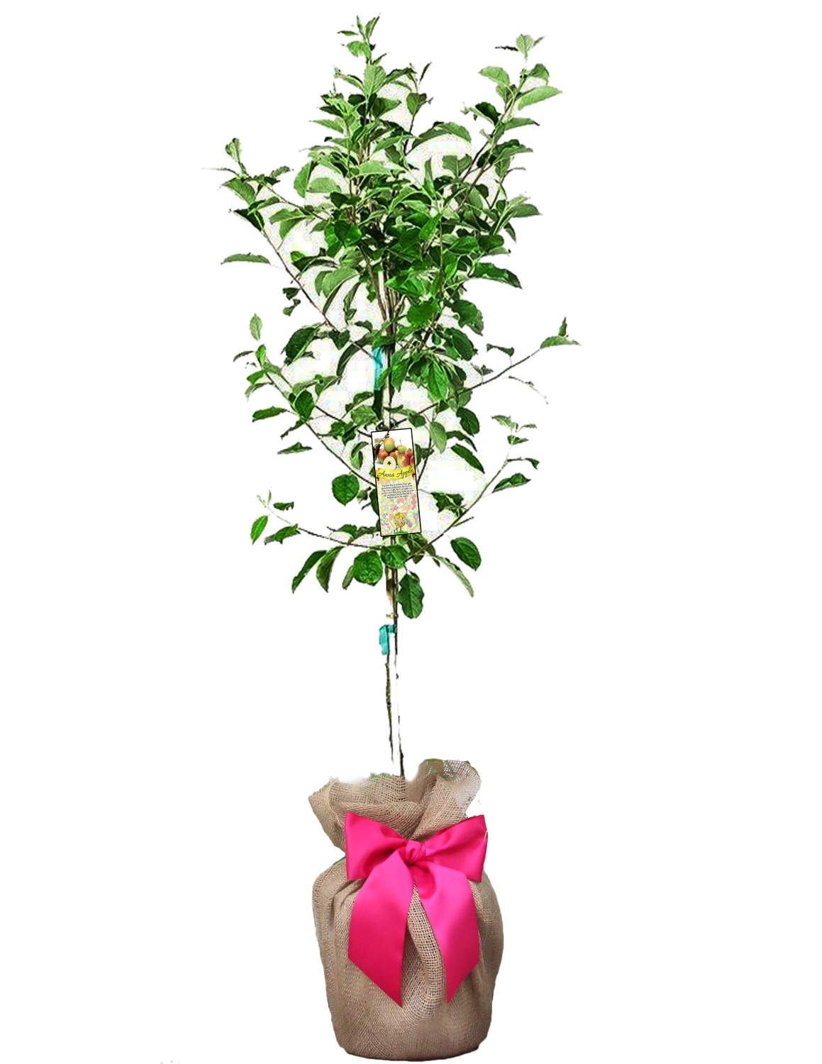 Apple Tree Anna Variety Grafted