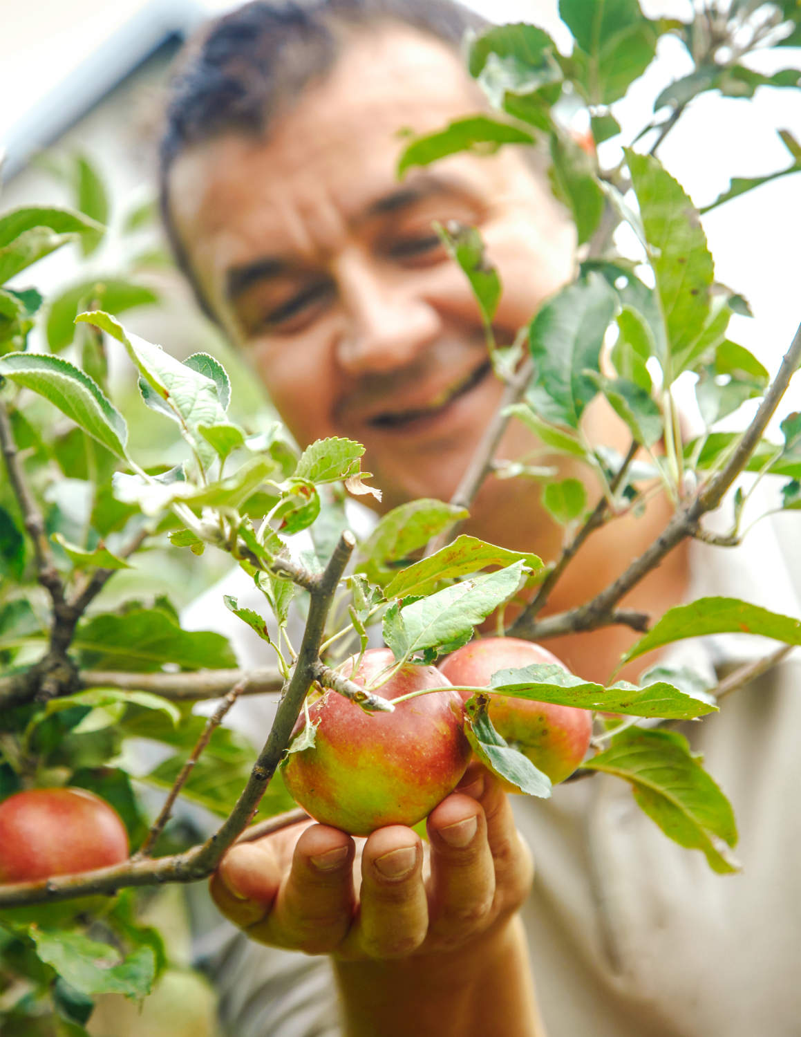 Apple Tree Anna Variety Grafted