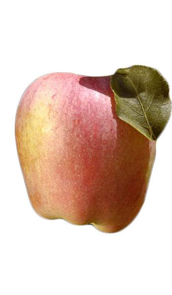 果物 Anna Apple Tree Anna Variety Grafted