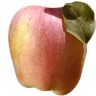 Anna Apple Fruit