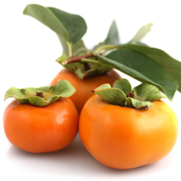 Persimmon Tree Fuyu Variety Grafted Persimmon Tree Fuyu Variety Grafted