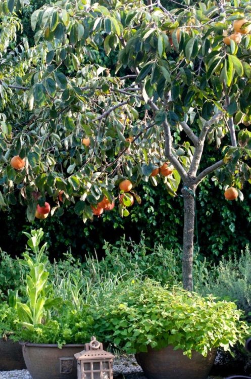 Persimmon Tree Fuyu Variety Grafted Persimmon Tree Fuyu Variety Grafted