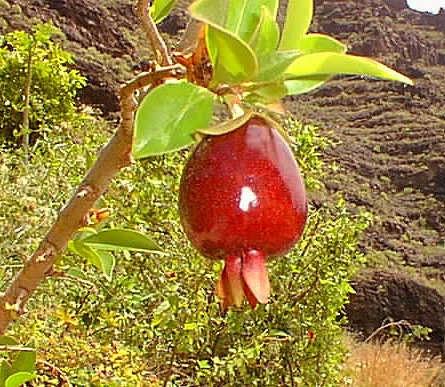 Cherry of The Rio Grande Fruit