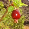 Cherry of The Rio Grande Fruit