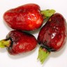 Cherry Of The Rio Grande Fruit