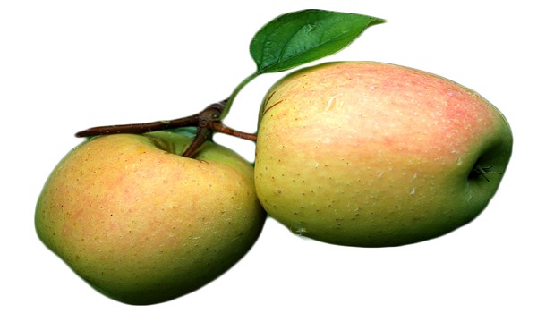Dorsett Golden Apple Dorsett Golden Apple