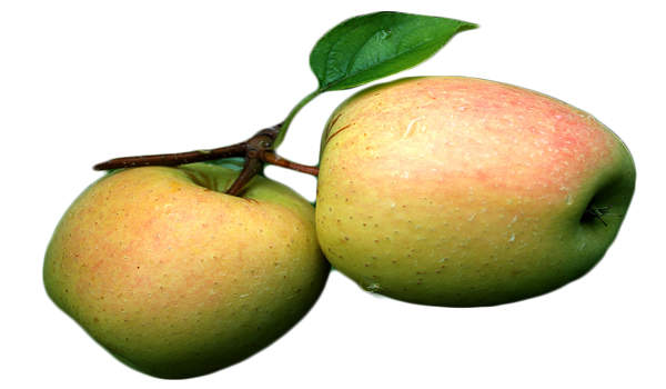 Apple Tree Dorsett Golden Variety Grafted