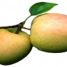 Dorsett Golden Apple