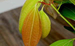 Cinnamon Leaves