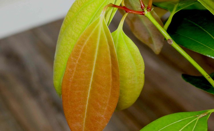 Cinnamon Leaves Cinnamon Leaves