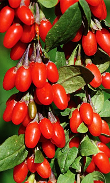 Goji Berry Tree Goji Berry Tree