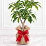 Mango Tree Valencia Pride Variety Grafted
