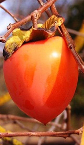 Tanenashi Persimmon Fruit Tanenashi Persimmon Fruit