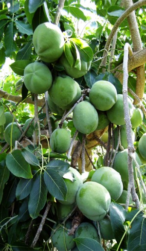 White Sapote Fruit