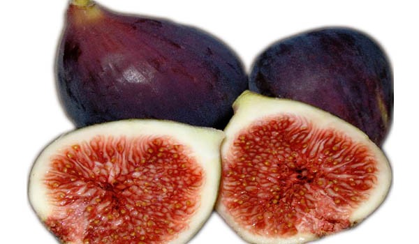 Black fig tree fruit