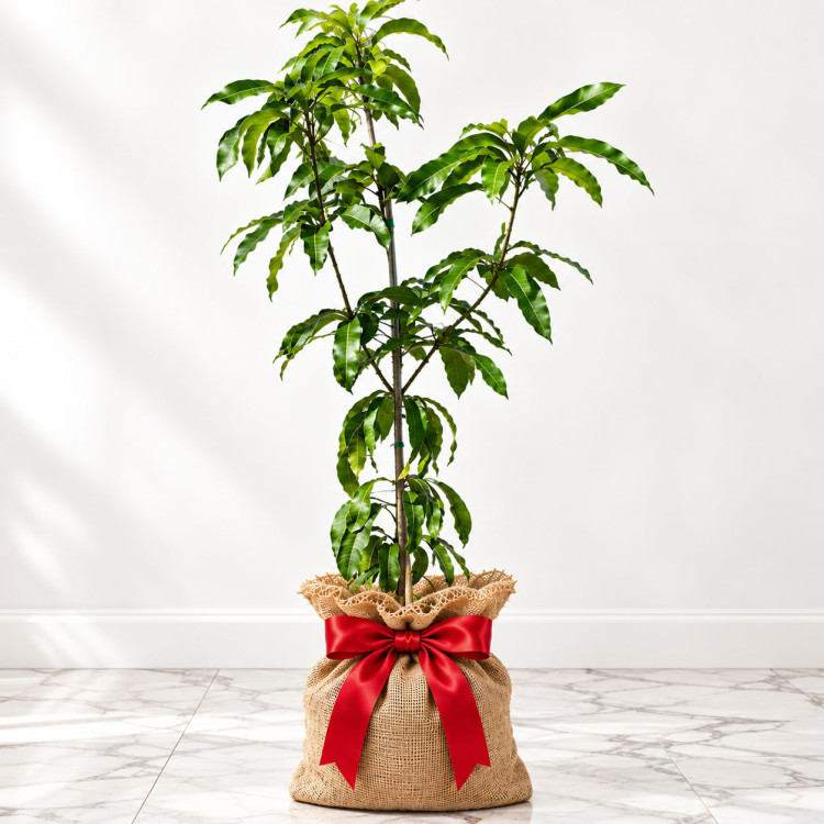 Mango Tree Kesar Indian Collectors Variety Grafted