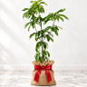 Mango Tree Kesar Indian Collectors Variety Grafted Mango Tree Kesar Indian Collectors Variety Grafted