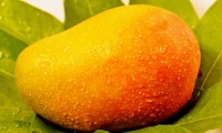 Mango Tree Kesar Indian Collectors Variety Grafted