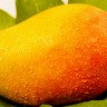 Kesar Mango Fruit