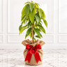 Mango Tree Zill Variety Grafted