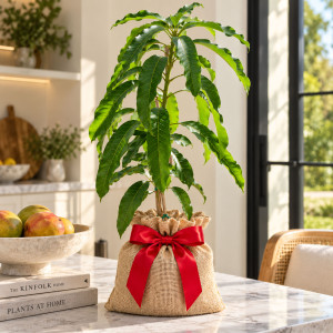 Mango Tree Bailey's Marvel Variety Grafted 