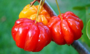 Surinam Cherry