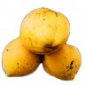 yellow coconut fruit
