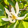 Michelia Alba Tree Grafted