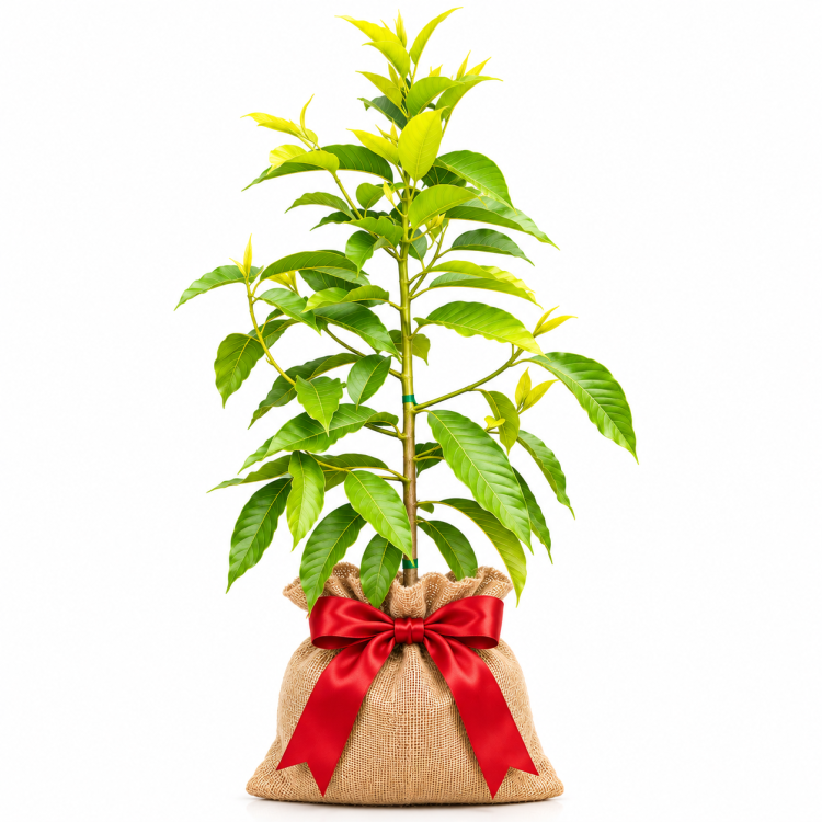 Michelia Alba Tree Grafted