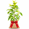 Michelia Alba Tree Grafted