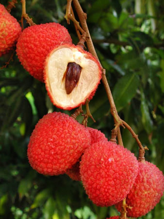 SweetHeart Lychee Fruit SweetHeart Lychee Fruit