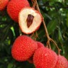 SweetHeart Lychee Fruit