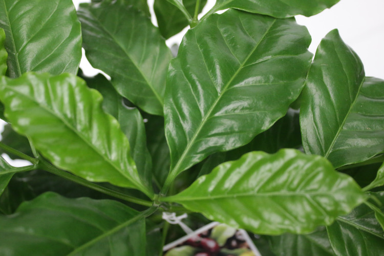 Coffee Leaves Coffee Leaves