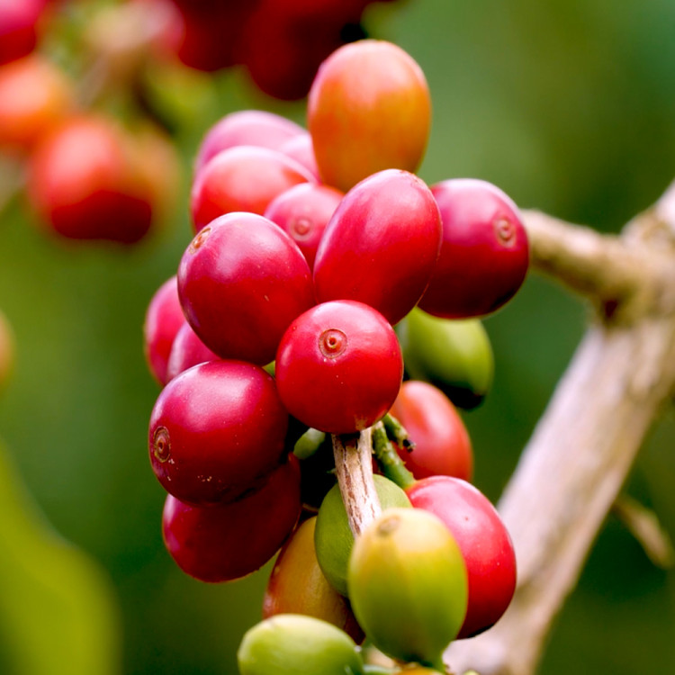 Coffee Fruit Coffee Fruit