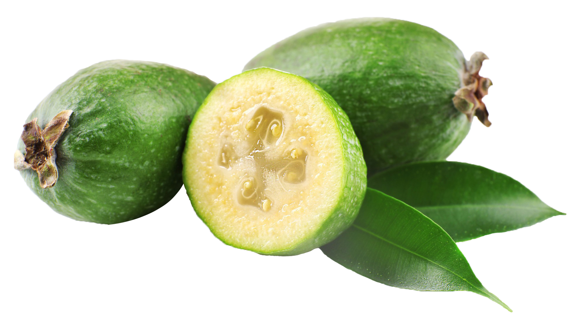 Pineapple Guava/Fieoja Tree