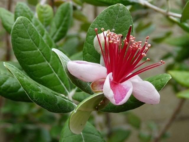 Pineapple Guava/Fieoja Tree Pineapple Guava/Fieoja Tree