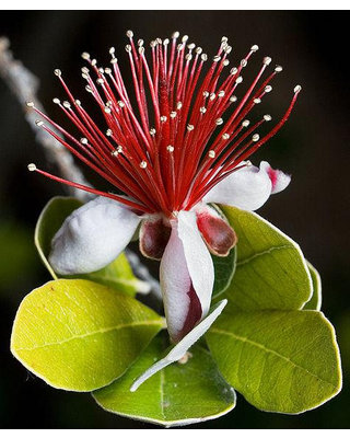 Pineapple Guava/Fieoja Tree Pineapple Guava/Fieoja Tree