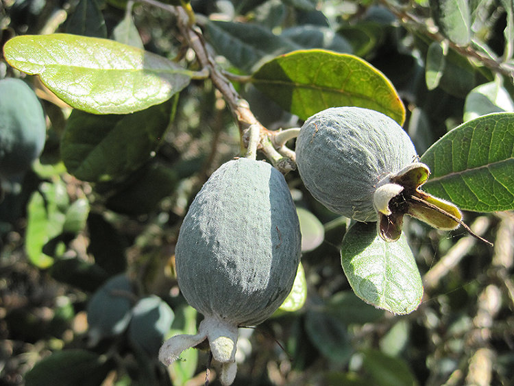 Pineapple Guava/Fieoja Tree Pineapple Guava/Fieoja Tree