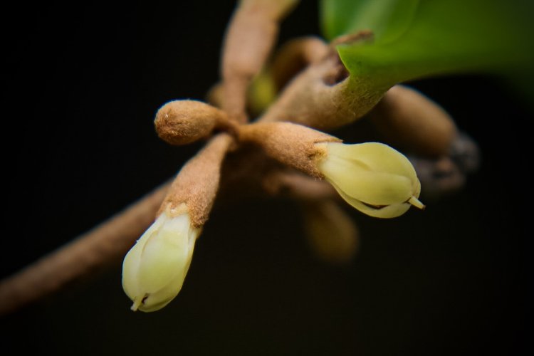 Miracle Fruit Flowers