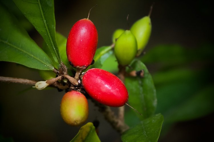 Miracle Fruit on the tree